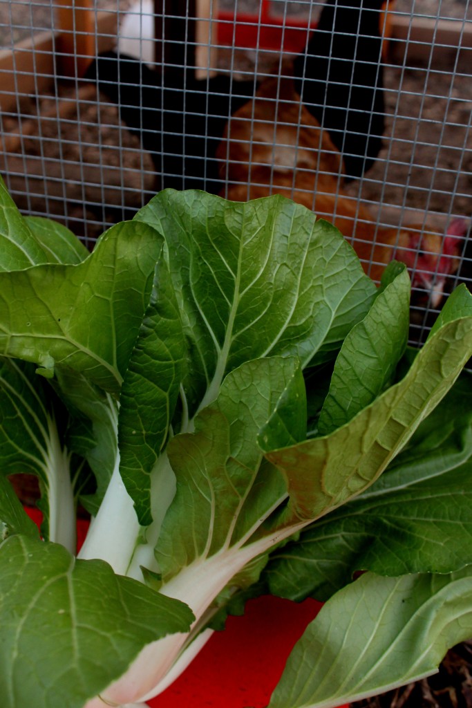 Bok Choy