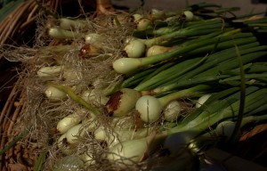 Bunching onions